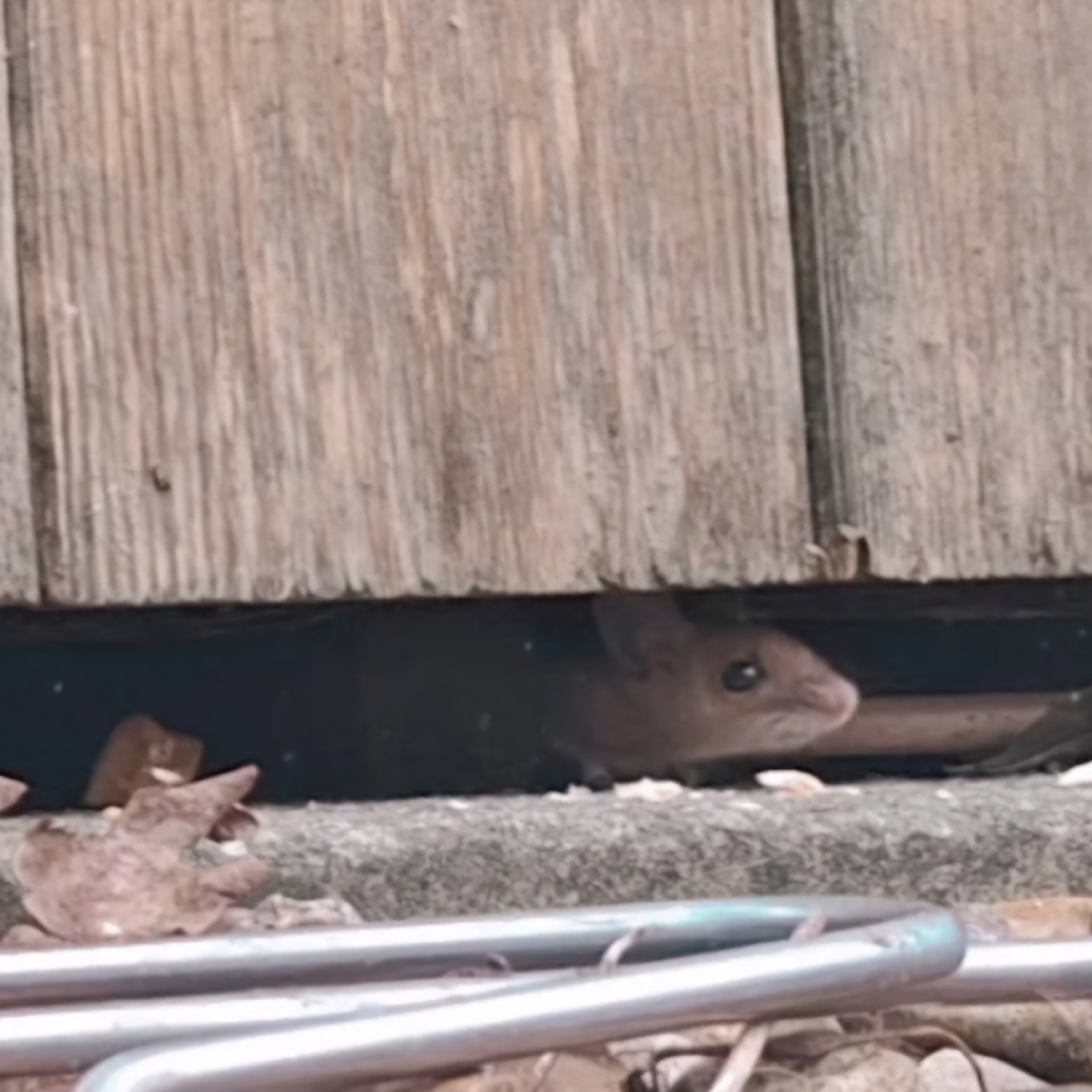 wood mouse
